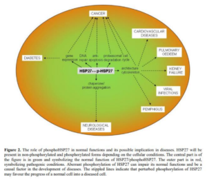 Blog-post-91-Heat-Shock-Protein-27