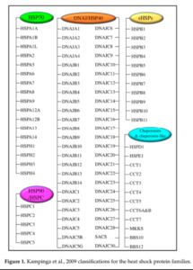 Blog-post-91-Heat-Shock-Proteins