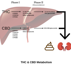 Blog-post-94-Cannabinoid-Metabolism