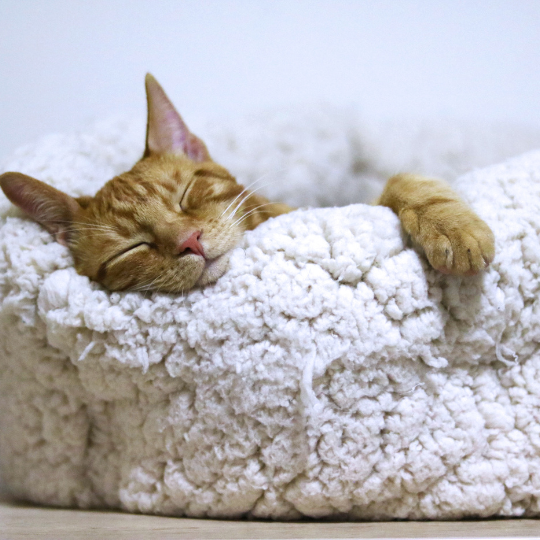 Blog-post-98-Cat-Sleep