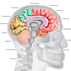 Blog-post-102-Hypothalamus