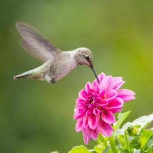 Blog-post-103-Hummingbird