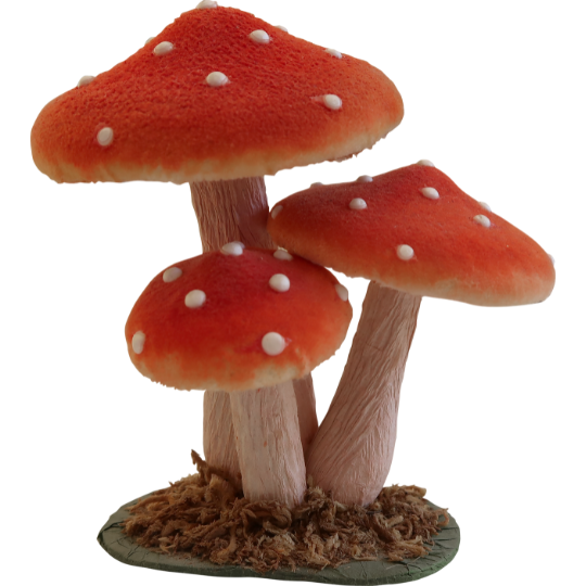 Blog-post-107-Magic-Mushrooms