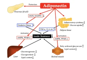 Blog-post-111-Adiponectin-Effects
