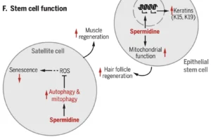 Blog-post-117-Spermidine-Stem-Cells