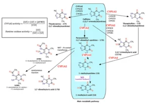 Blog-post-119-Coffee-Metabolism