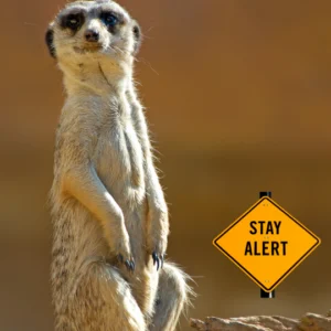 Blog-post-119-Meerkat